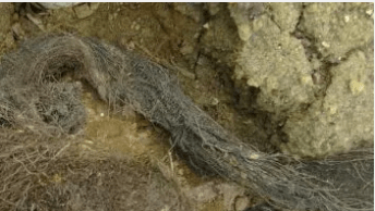 Drain Cleaning New Hope Mn Tree Roots